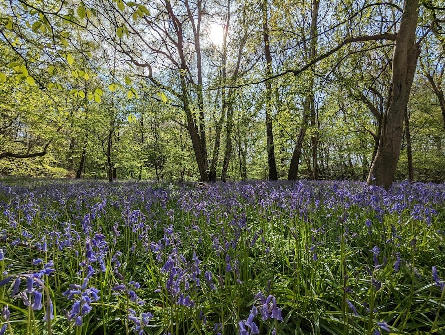 Bedelands Nature Reserve