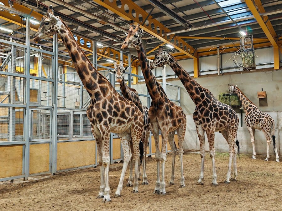 Edinburgh Zoo