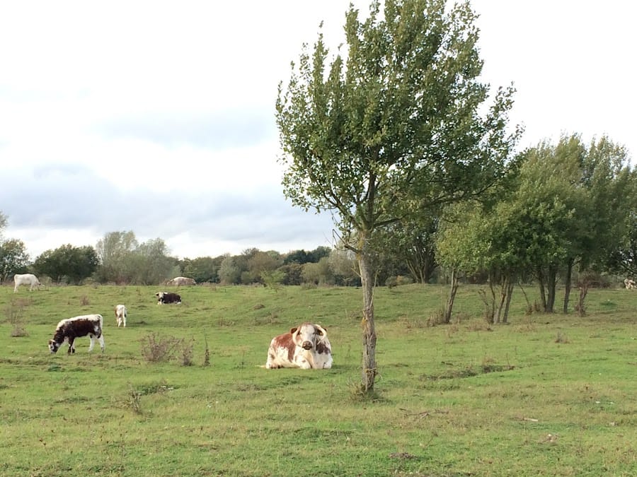 Ellenbrook Fields