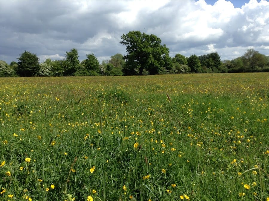 Houghton Meadows