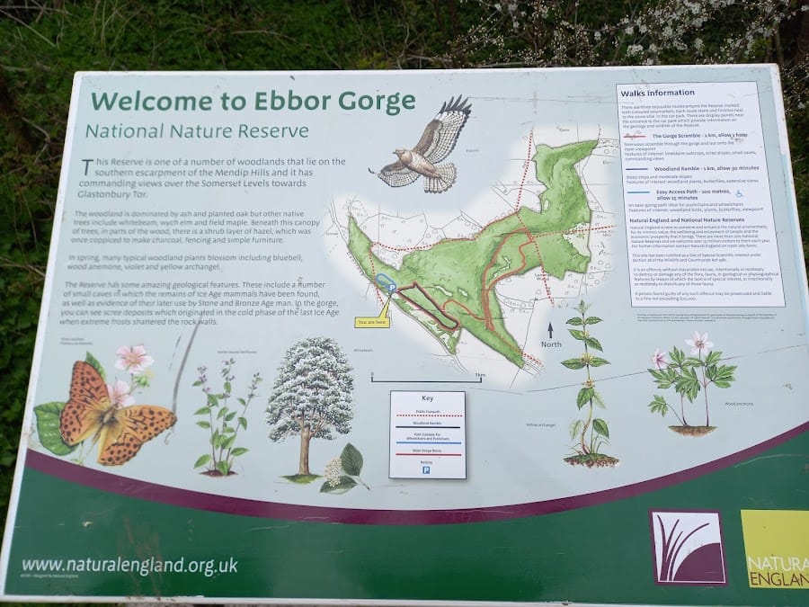 National Trust - Ebbor Gorge National Nature Reserve