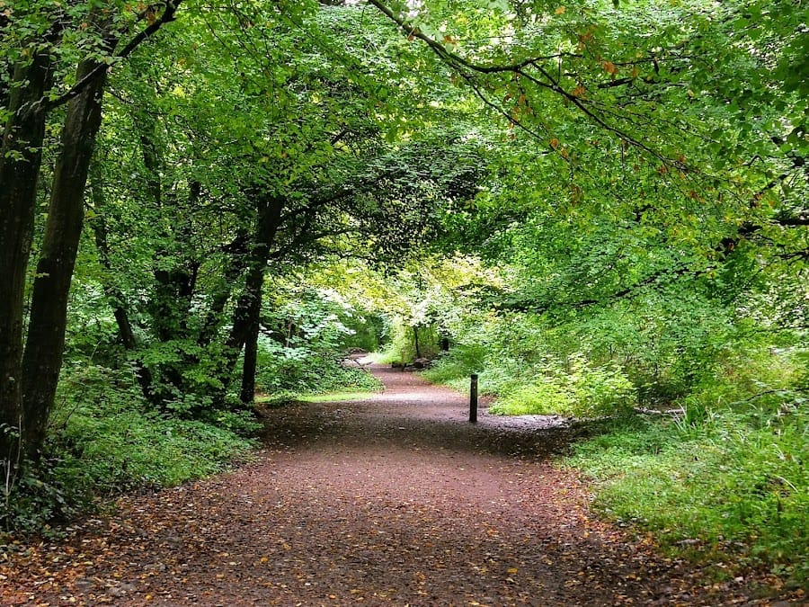 National Trust - Leigh Woods