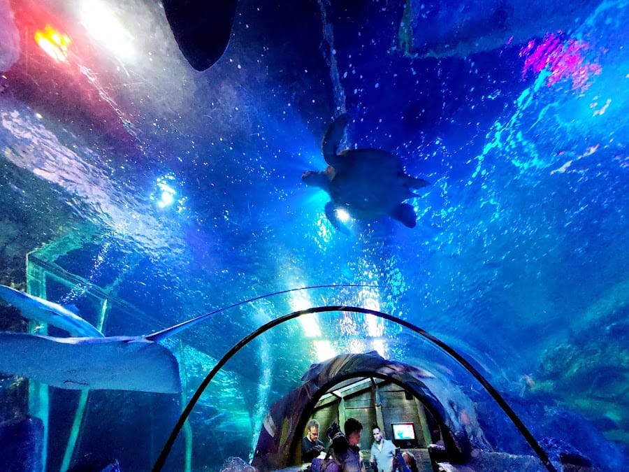 SEA LIFE Blackpool