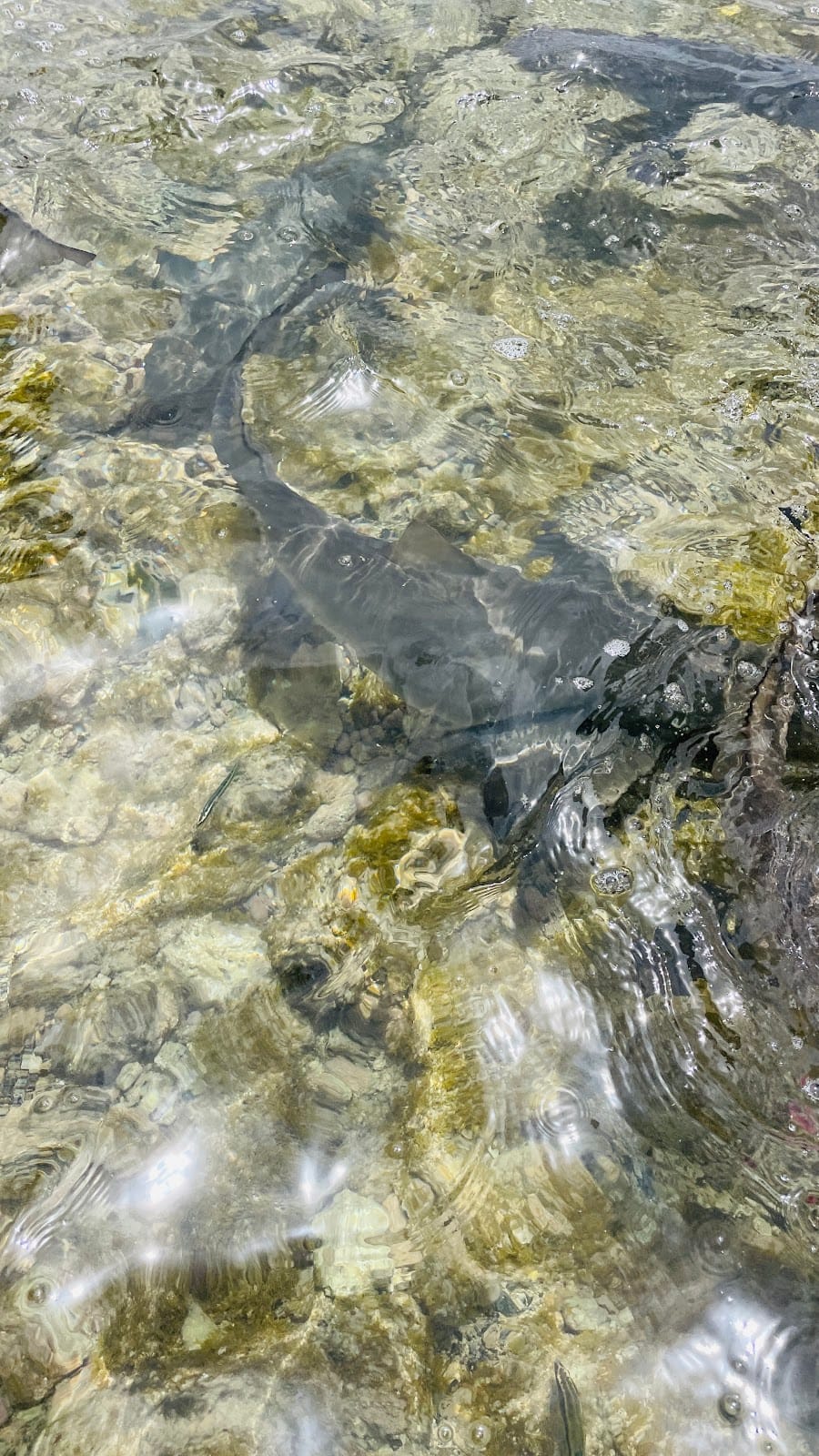 Shark Bay