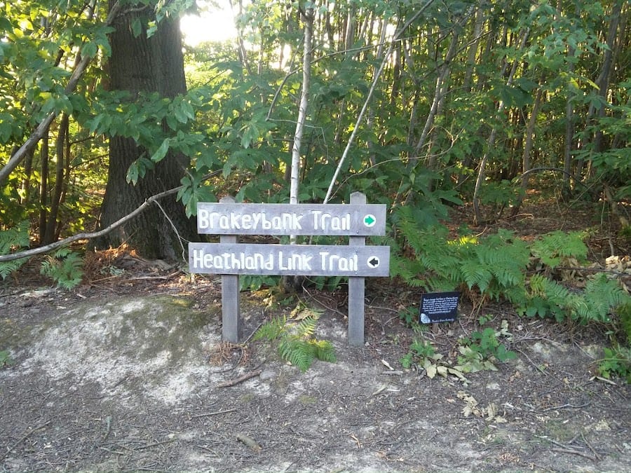 Tudeley Woods