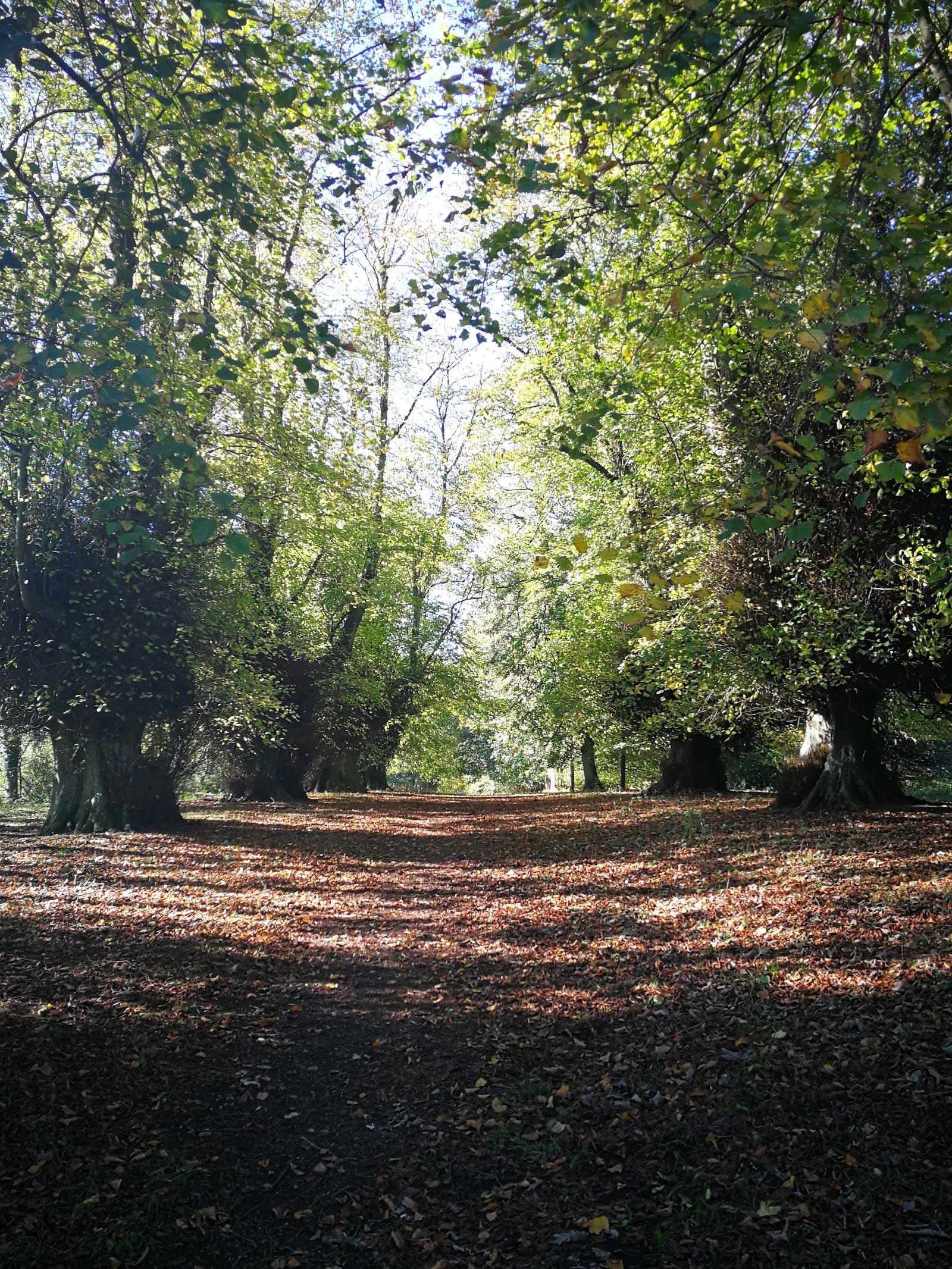 The Enchanted Garden Ball returns to Shobrooke Park — photo