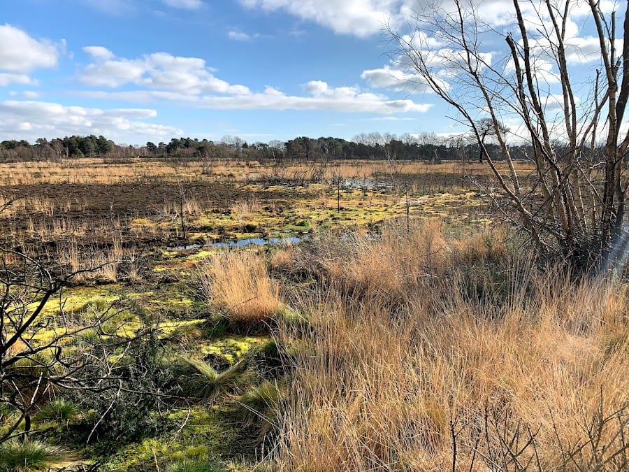 Ferndown Common
