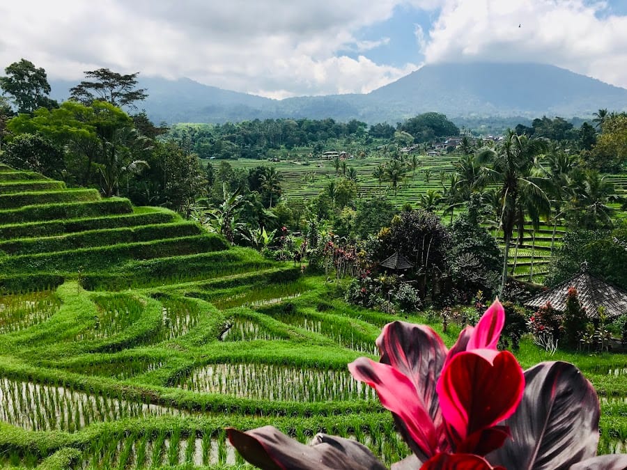 Jatiluwih Rice Terraces