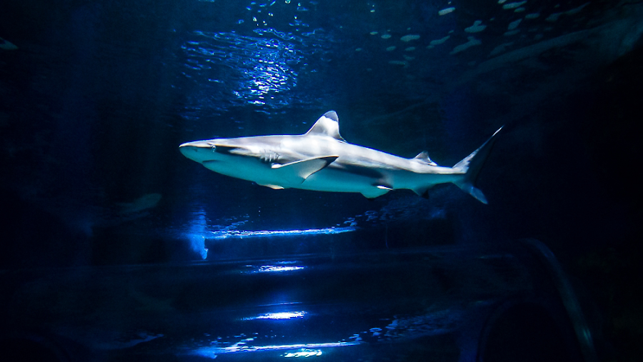 Lanzarote Aquarium