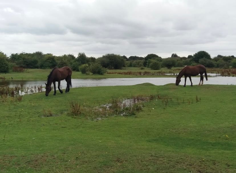 Eastbrookend Country Park
