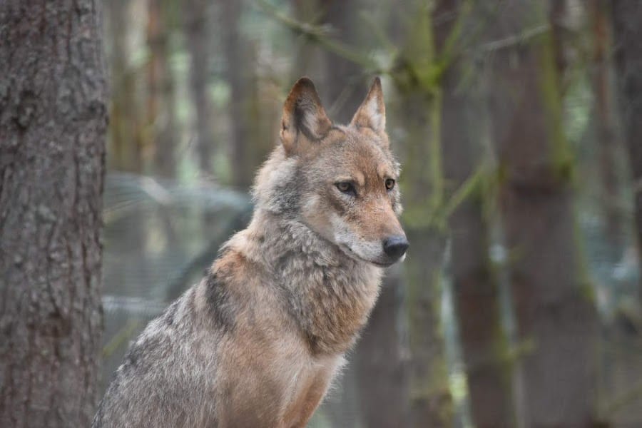 Highland Wildlife Park
