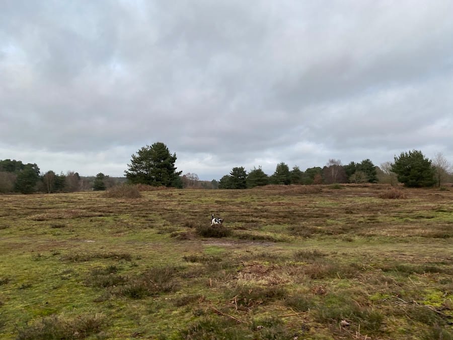 Knettishall Heath Nature Reserve