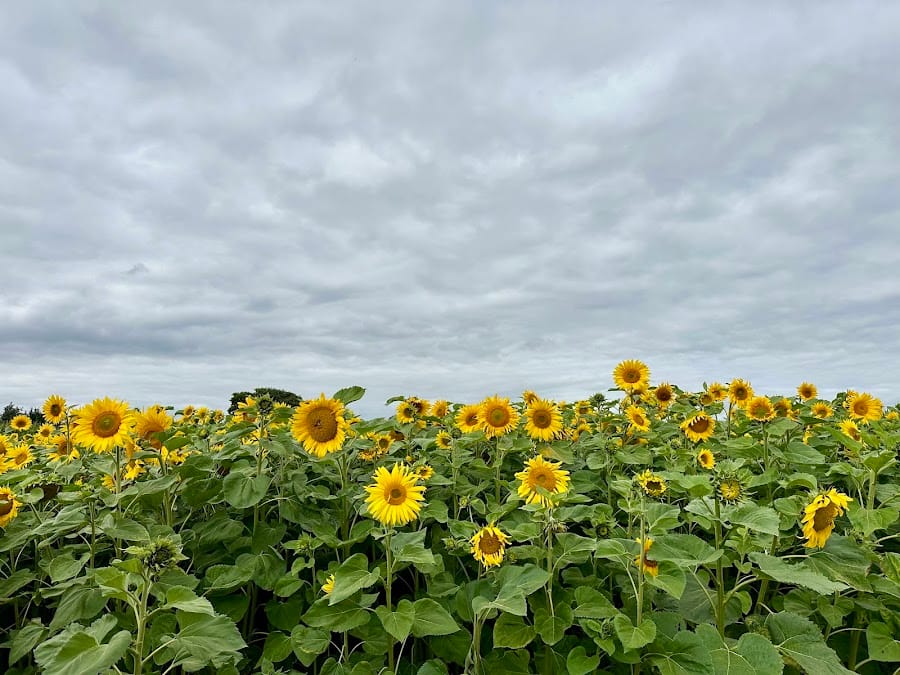 Lichfield Maize Maze