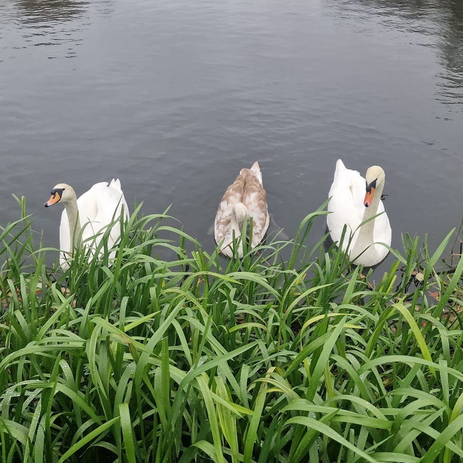 Mansfield & Ashfield Wildlife Watch Group / Kids Nature Activities