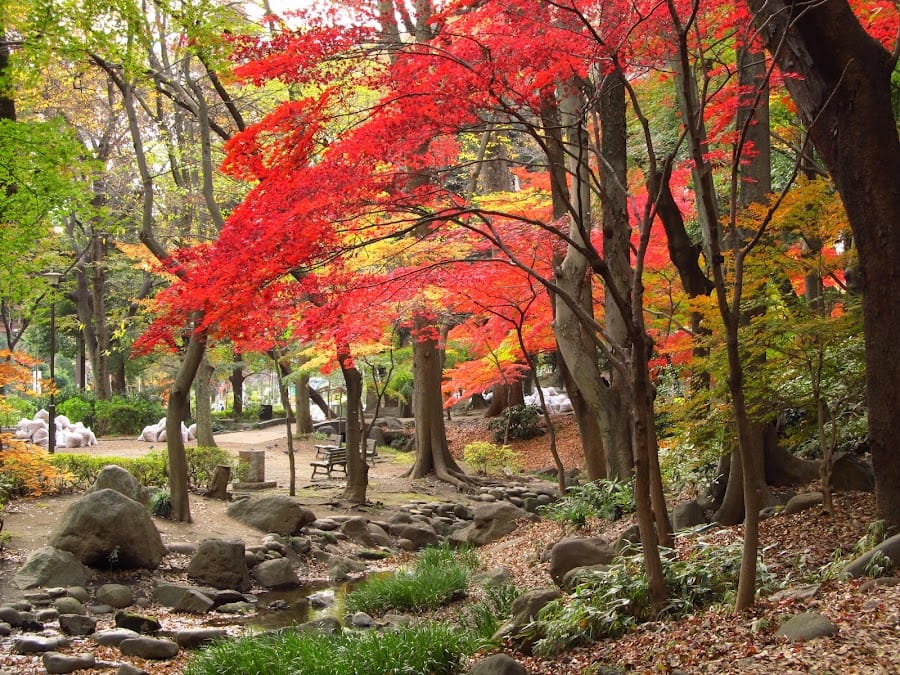 Maple Waterfall