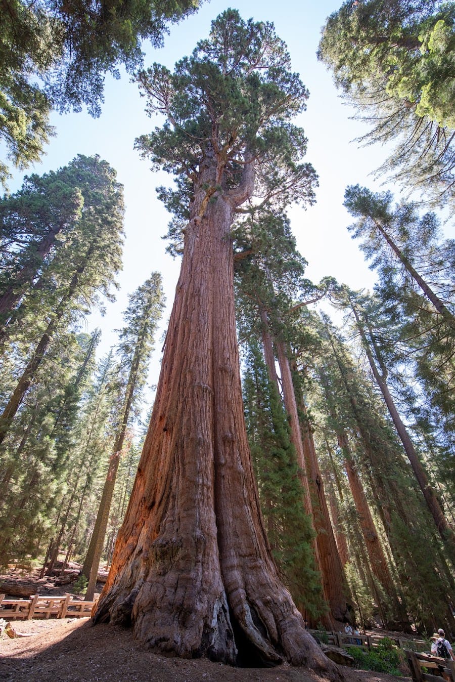 Sequoia National Park
