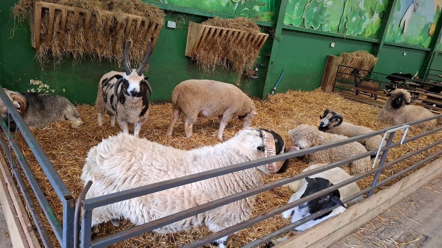 The BIG Sheep
