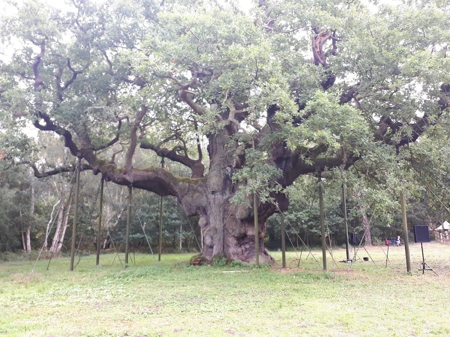 The Major Oak