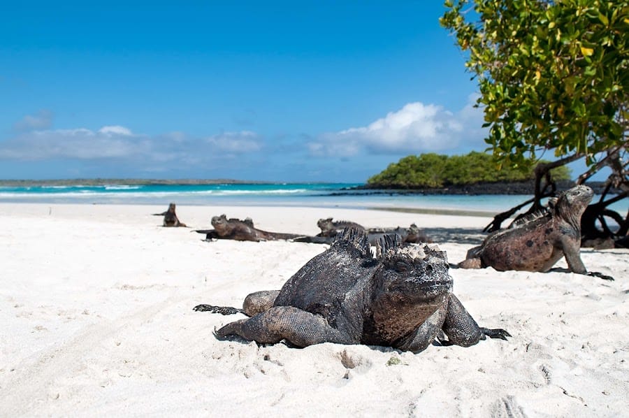 Tortuga Bay Beach
