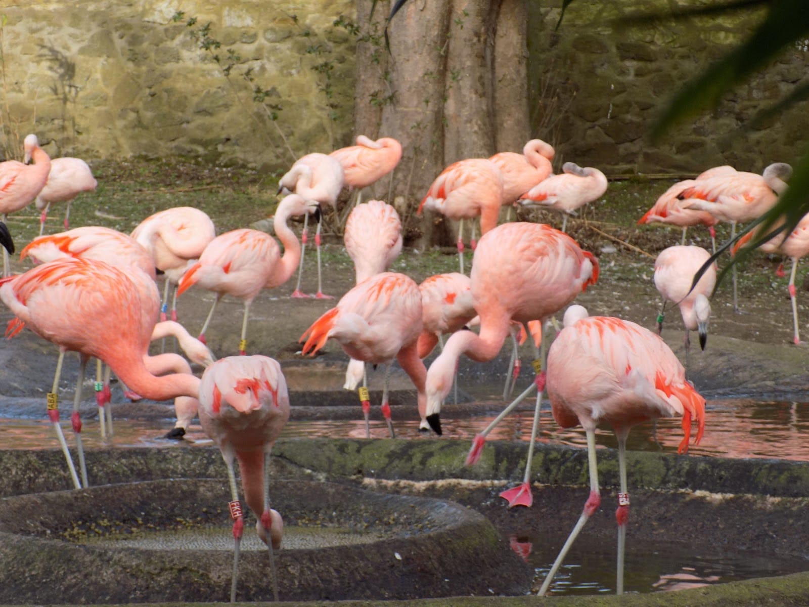 Edinburgh Zoo Tickets: Timed Entry & What to Know — photo