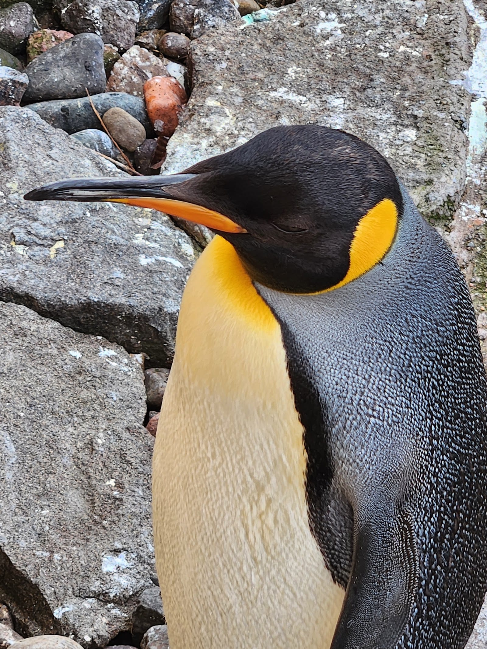 Edinburgh Zoo Tickets: Timed Entry & What to Know — photo