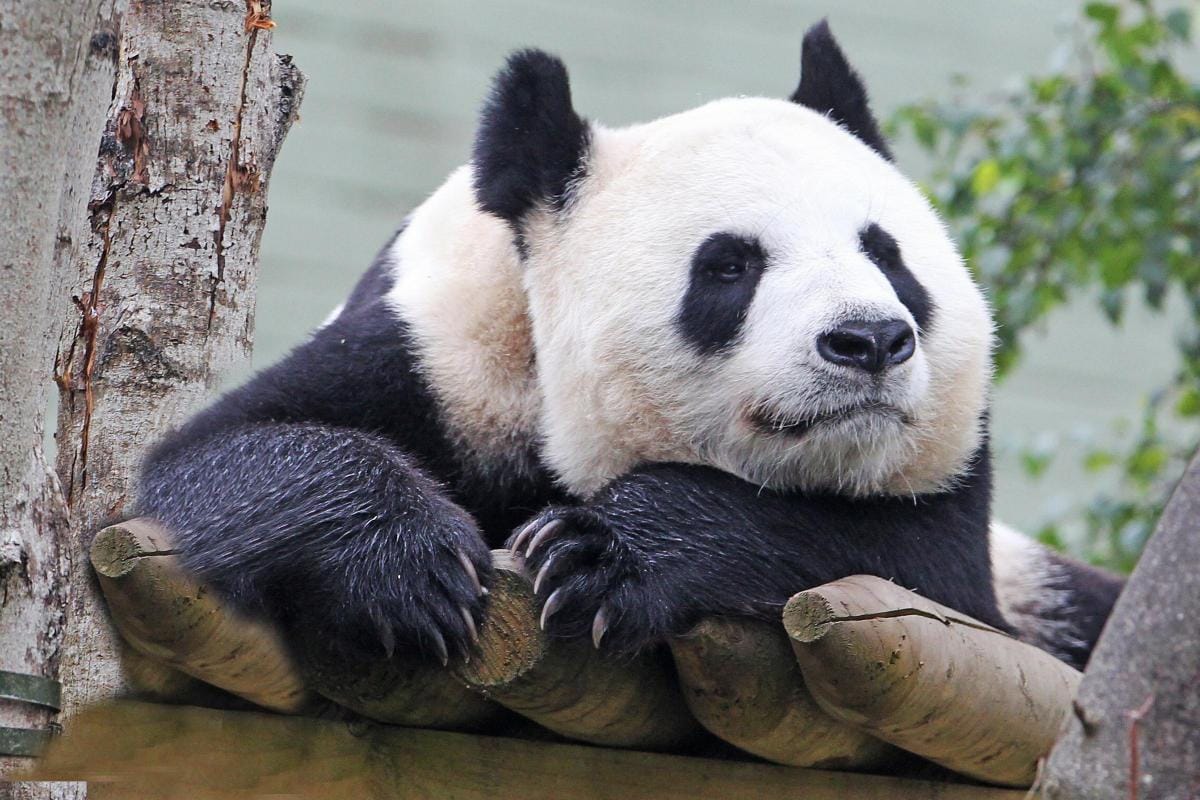 Edinburgh Zoo Tickets: Timed Entry & What to Know — photo