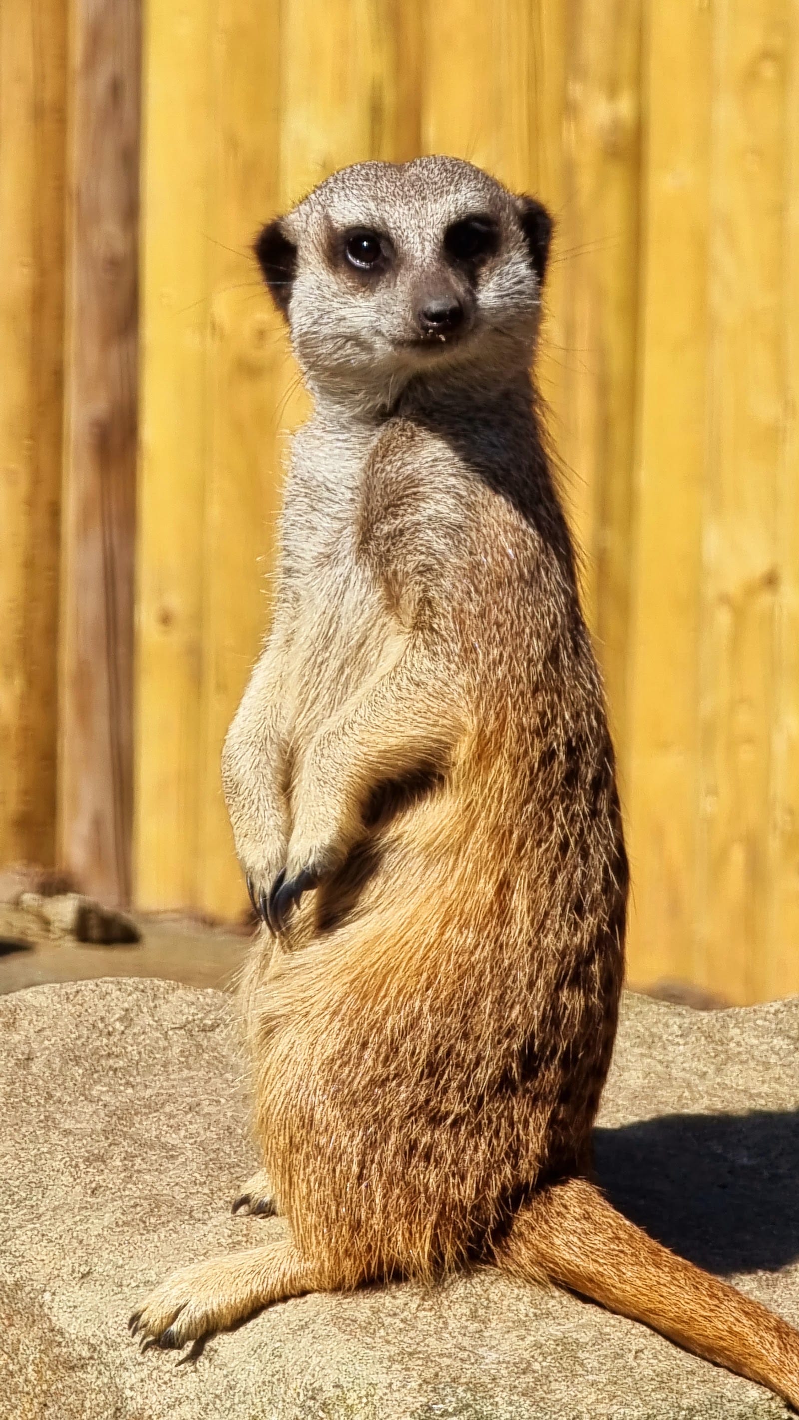 Edinburgh Zoo Tickets: Timed Entry & What to Know — photo