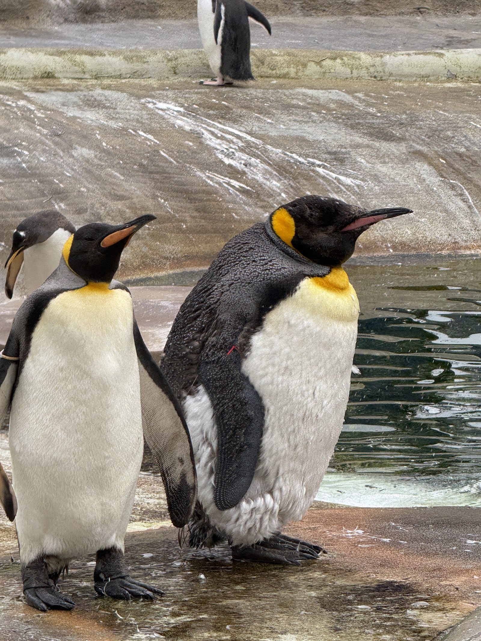 Edinburgh Zoo Tickets: Timed Entry & What to Know — photo