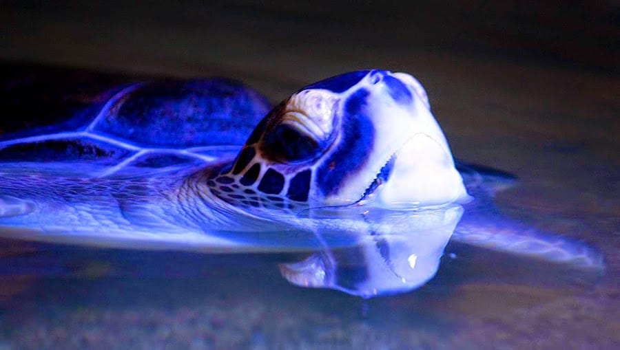 Aquaworld Aquarium & Reptile Rescue Centre