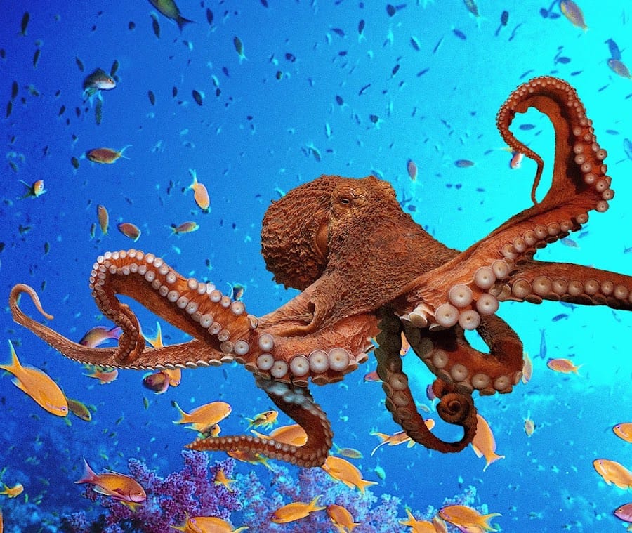 Blue Reef Aquarium Newquay