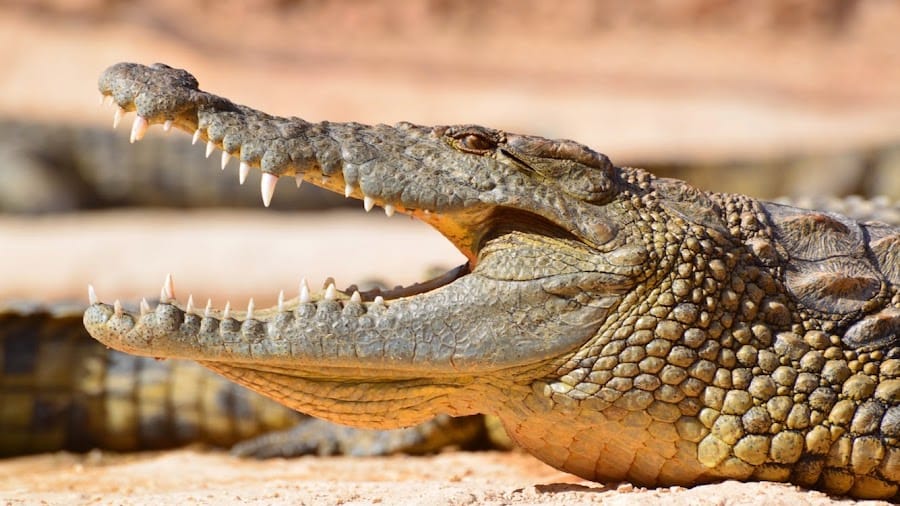 Crocoparc