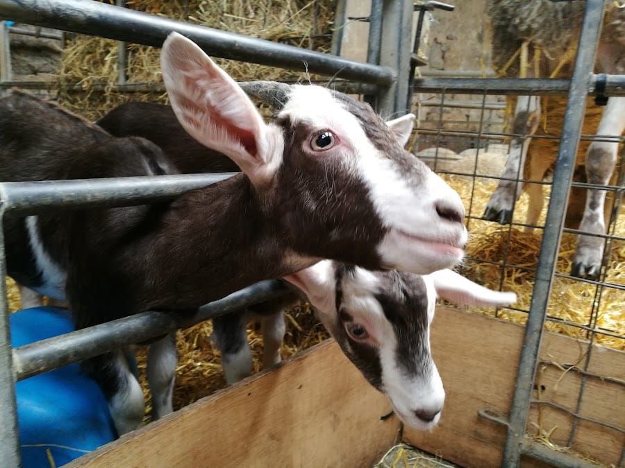 Foel Farm Park | Parc Fferm Foel