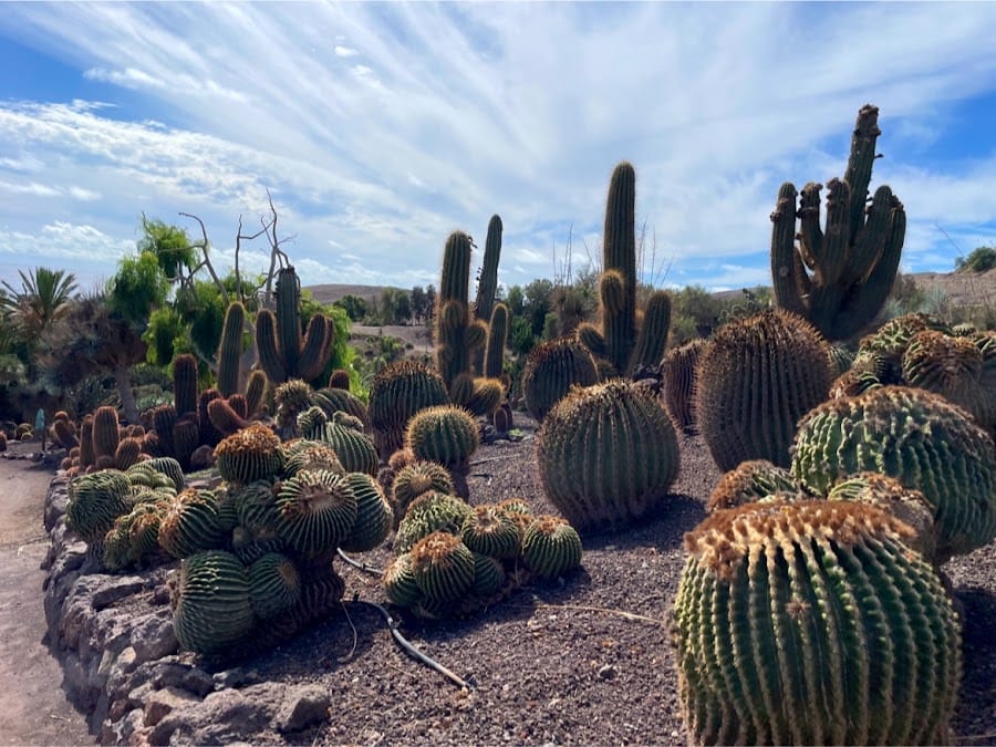 Fuerteventura Botanical Garden
