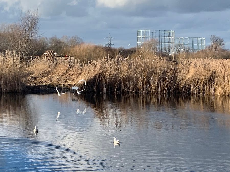Mayflower Park Wetlands