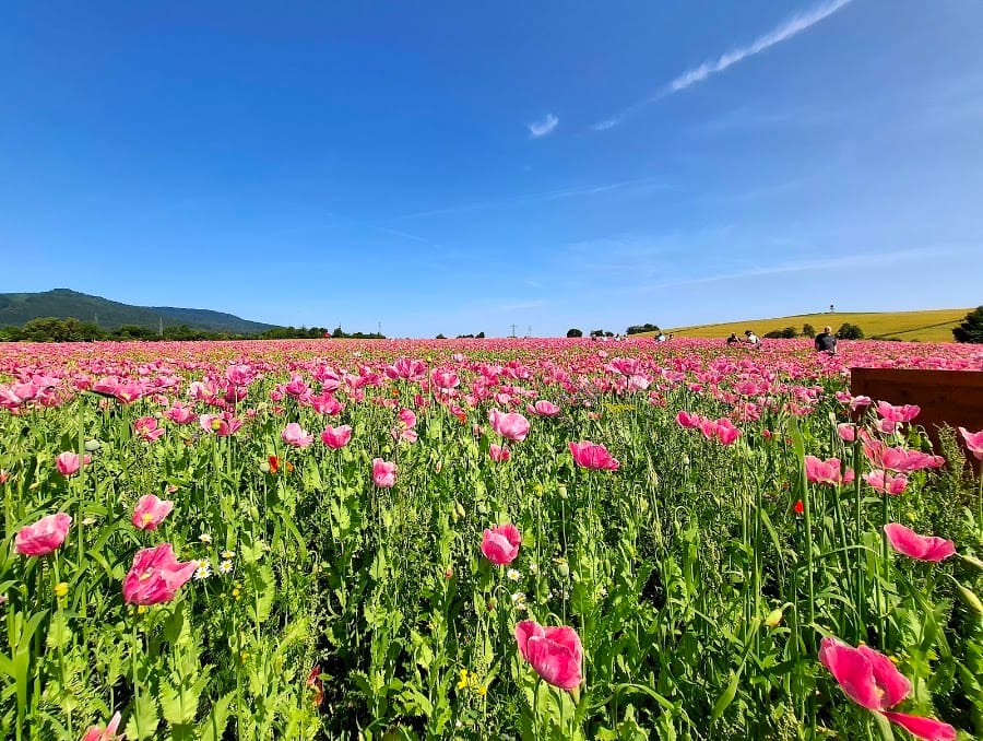 Meissner poppy flower in Germerode