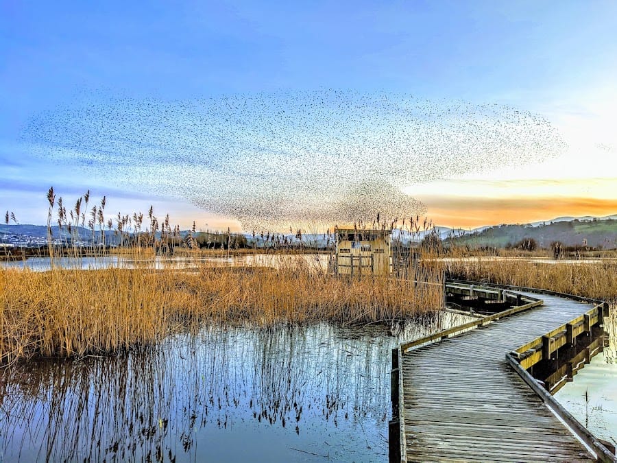 RSPB Conwy