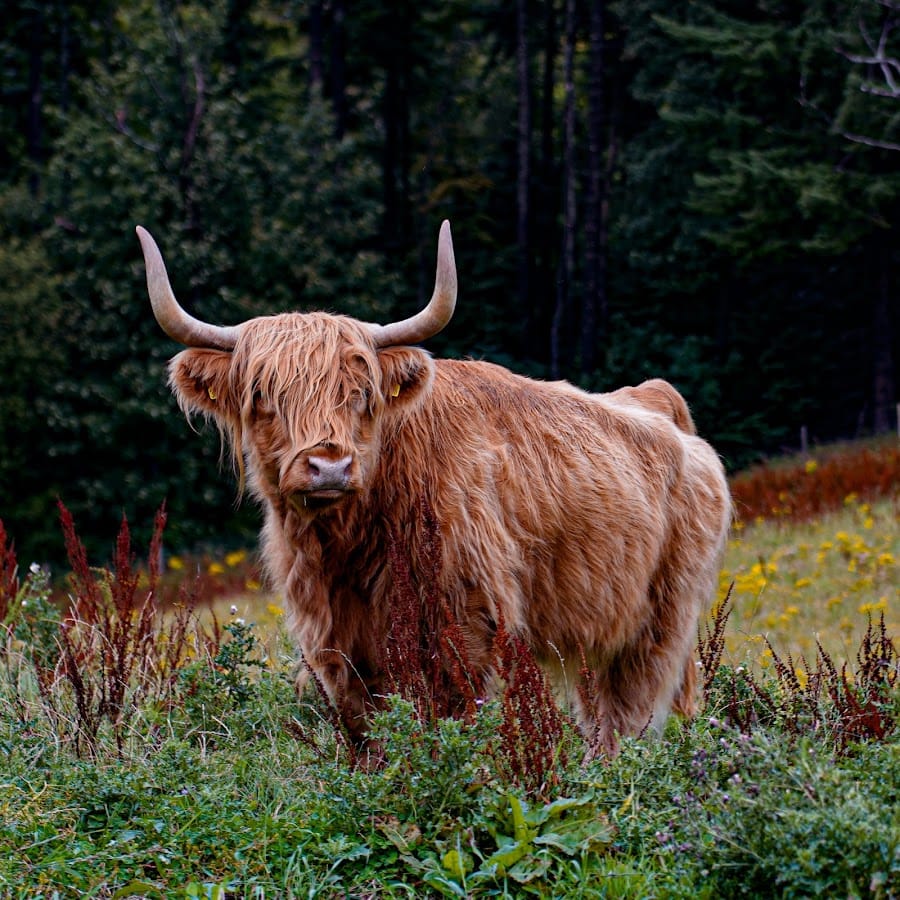 Scottish Highlands cows