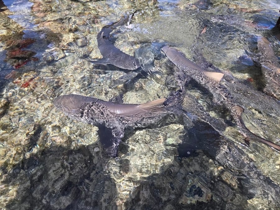 Shark Bay