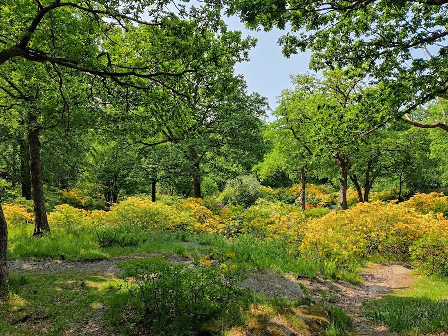 Slottsskogen