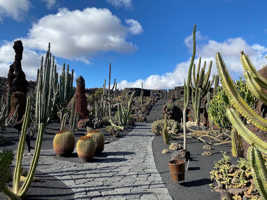 The Cactus Garden
