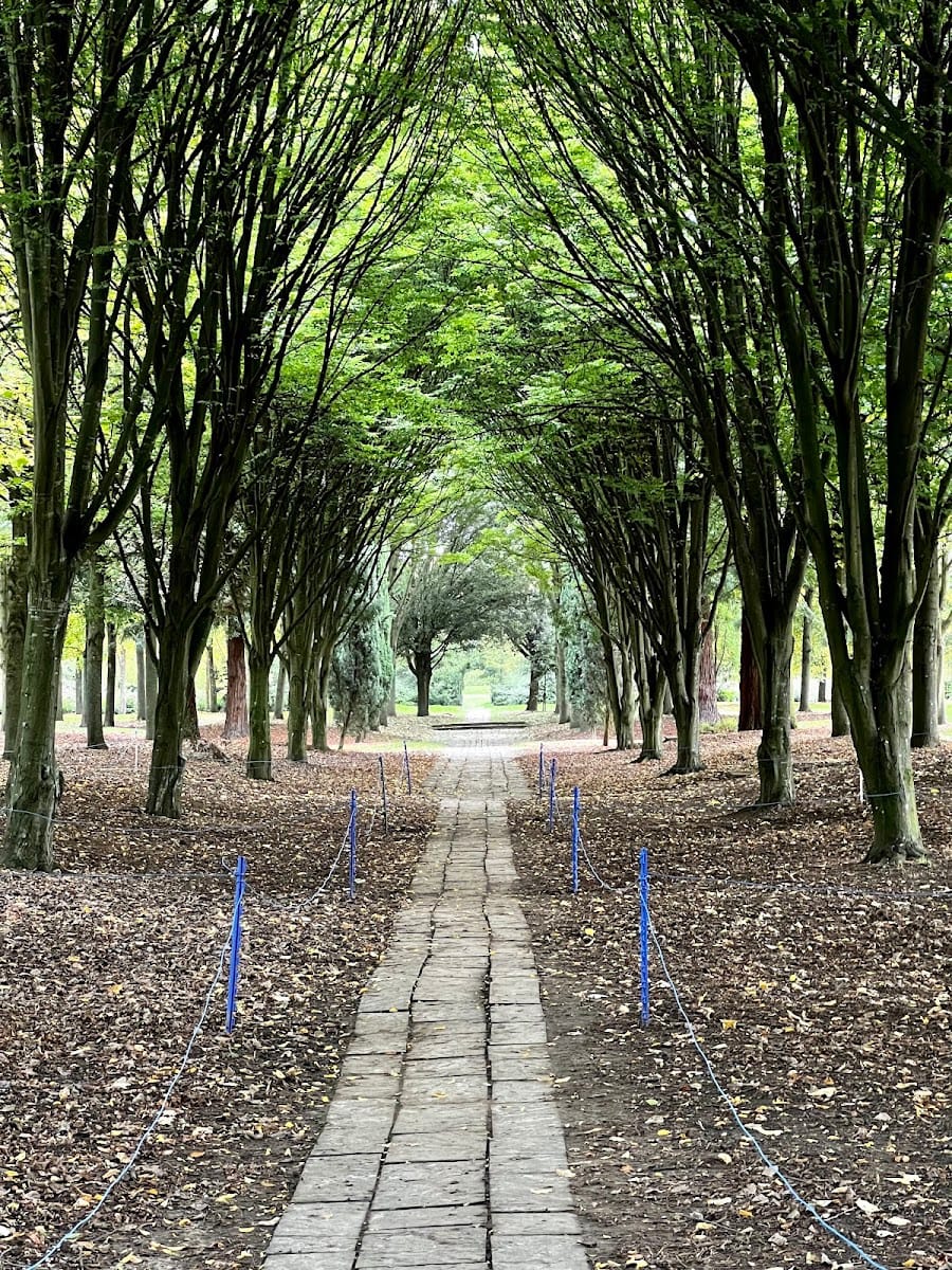 The Tree Cathedral