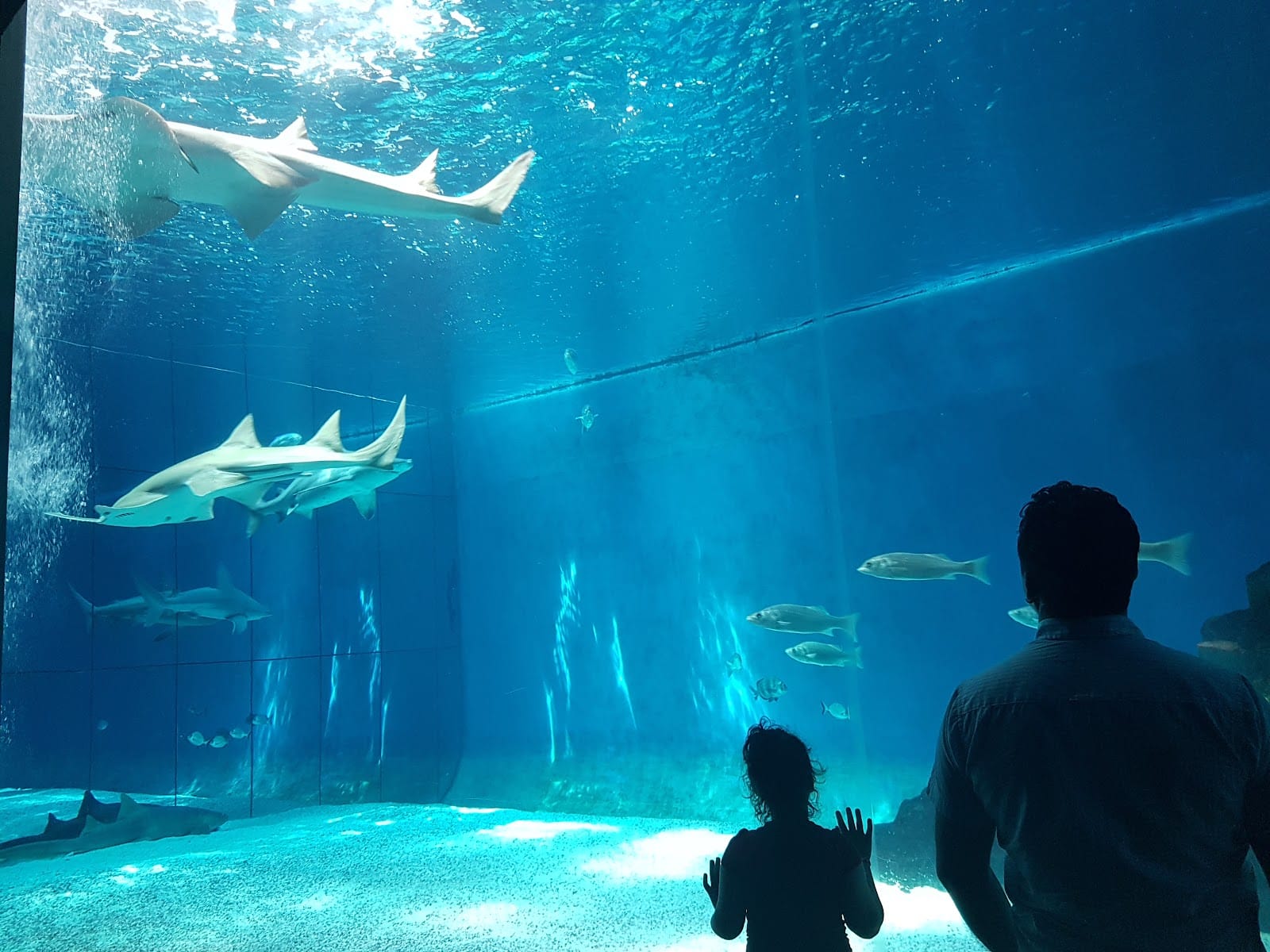 Aquarium of Genoa Tickets: What to Know Before You Go — photo