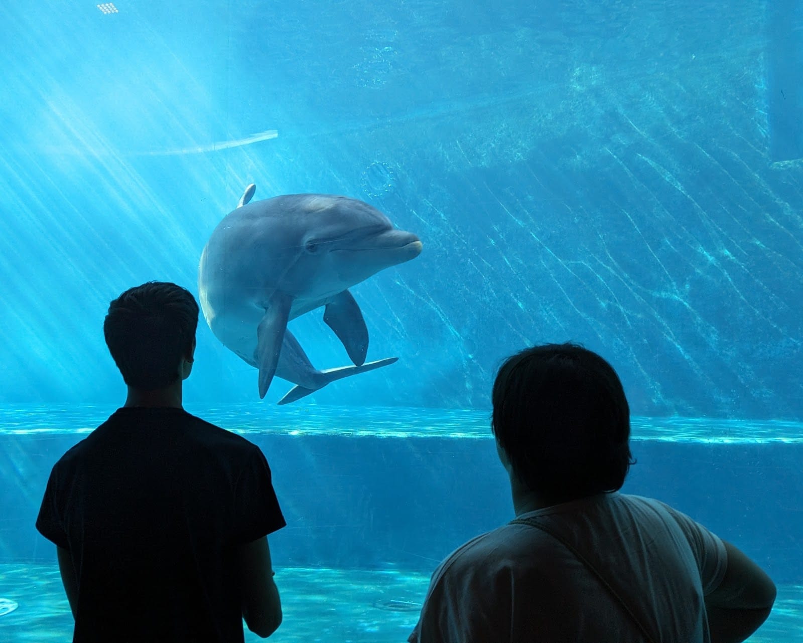 Aquarium of Genoa Tickets: What to Know Before You Go — photo