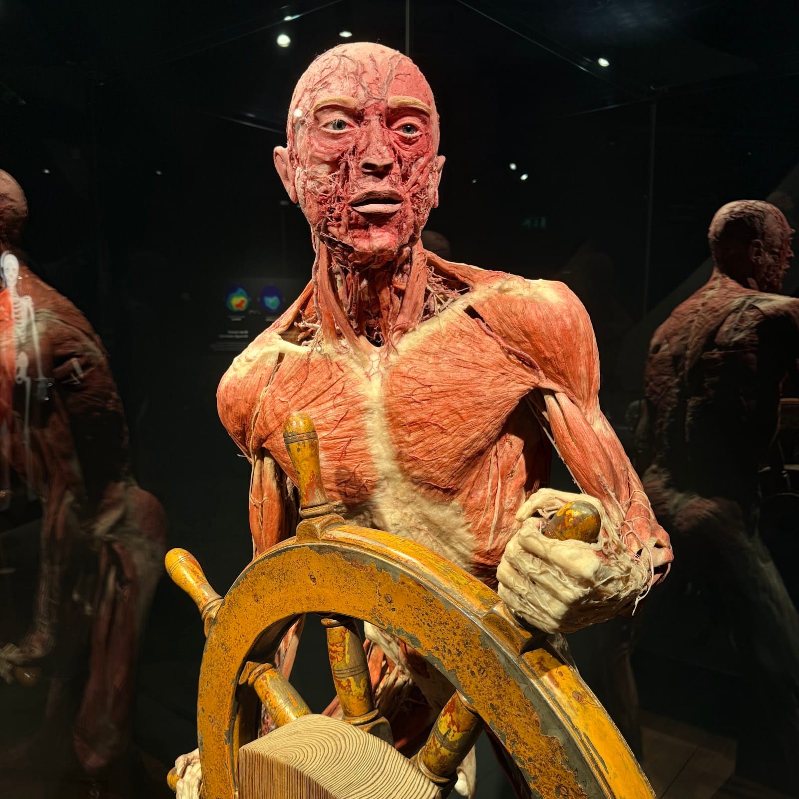 Body Worlds Amsterdam Tickets: What to Know Before You Go — photo