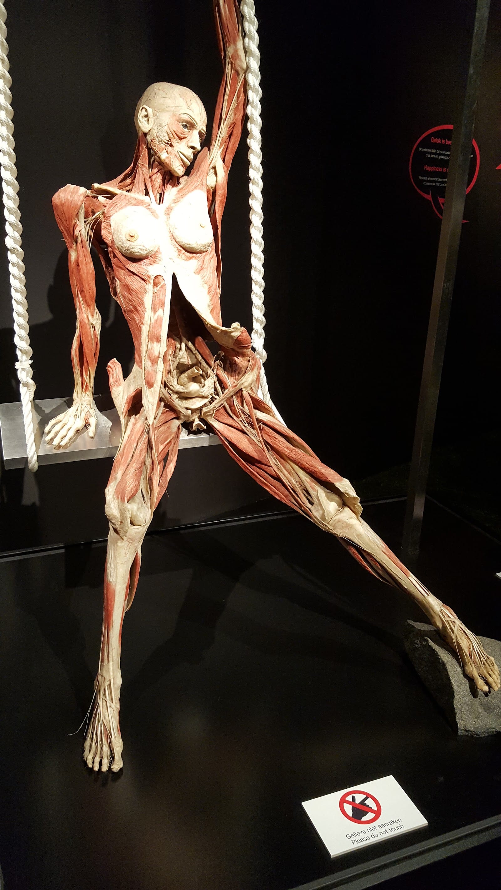 Body Worlds Amsterdam Tickets: What to Know Before You Go — photo