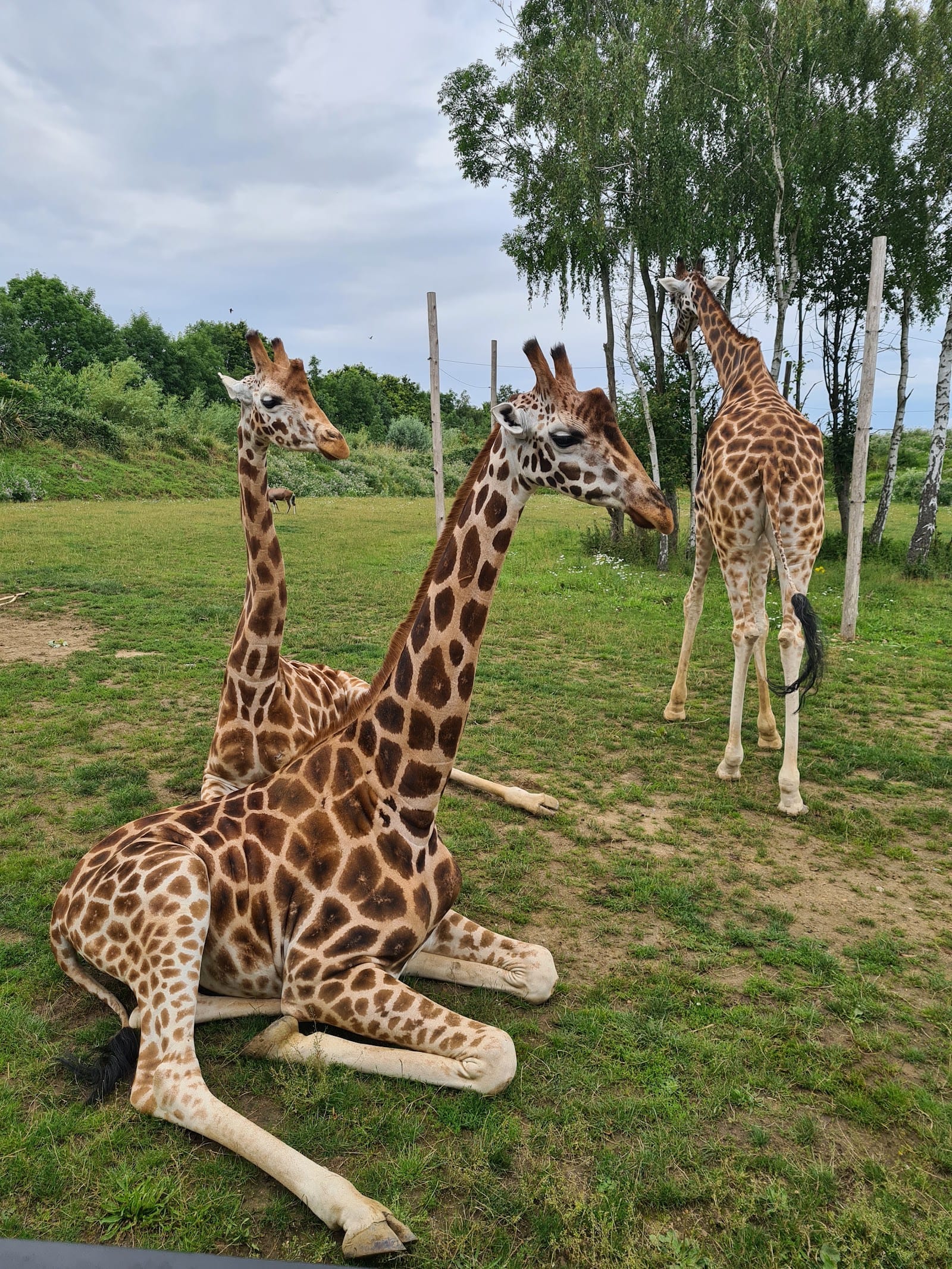 Chessington World of Adventures Tickets & Guide — photo