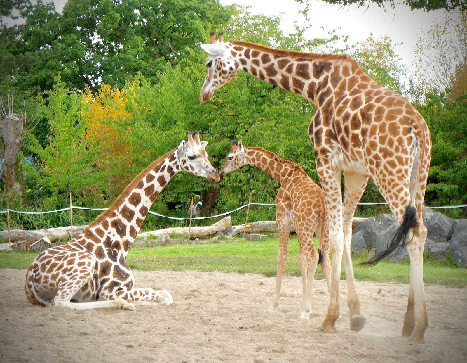Chester Zoo Tickets: What to Know Before You Go — photo