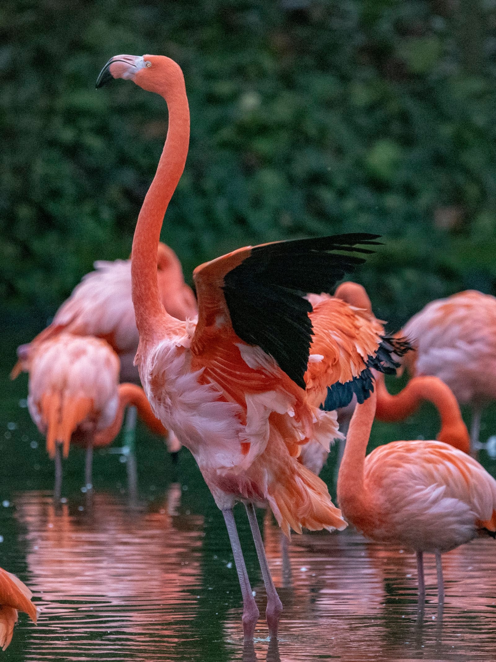 Chester Zoo Tickets: What to Know Before You Go — photo