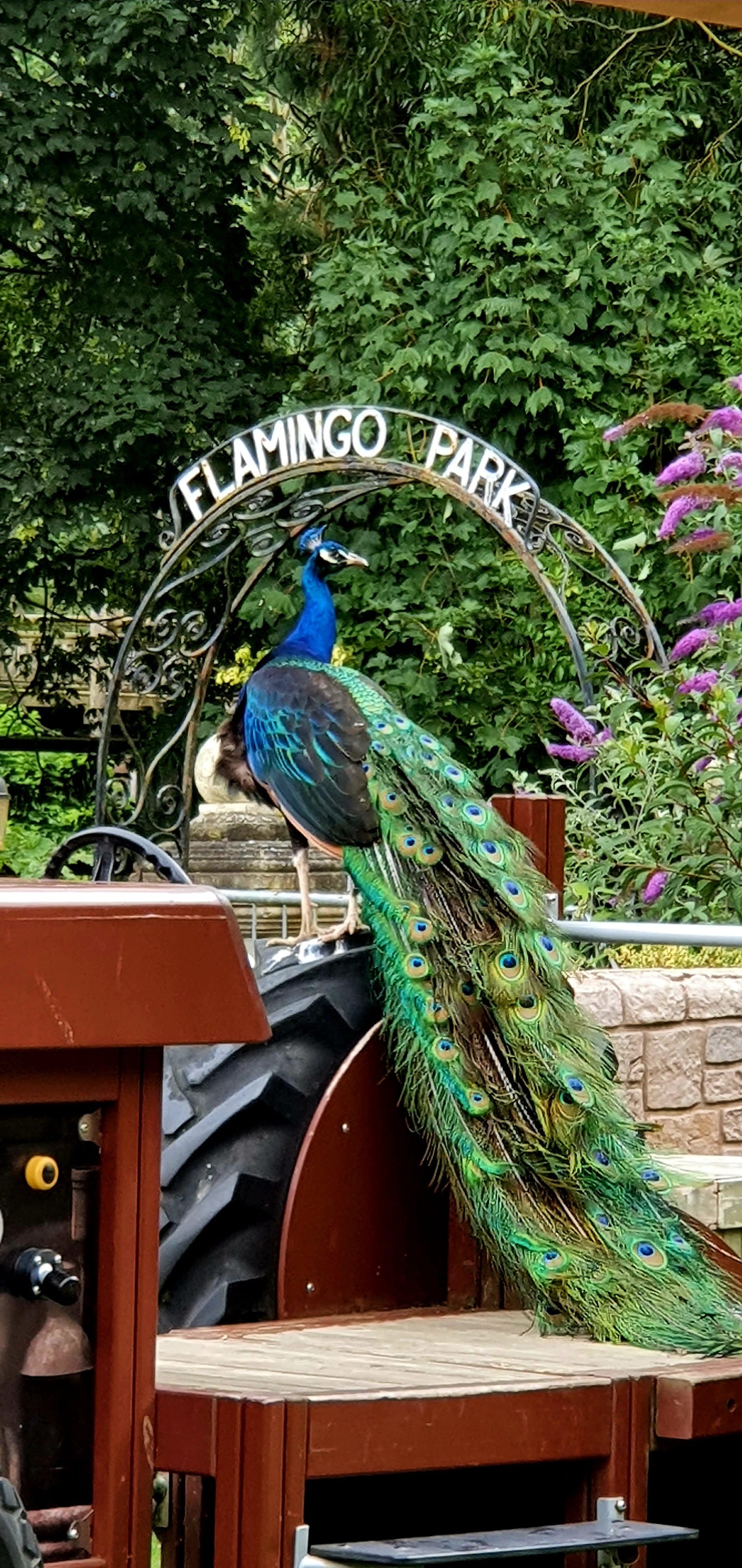 Flamingo Land Resort Tickets: What to Know — photo