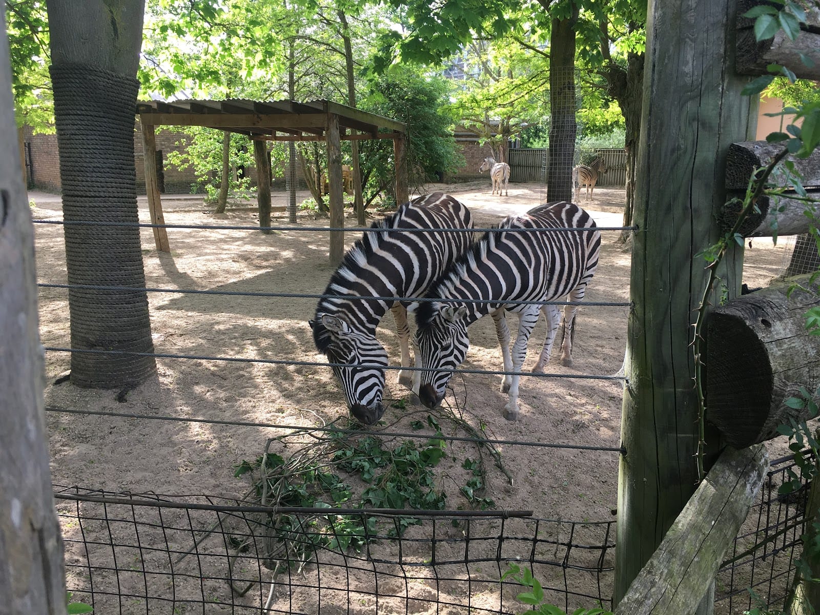 London Zoo Tickets: What to Know Before You Visit — photo